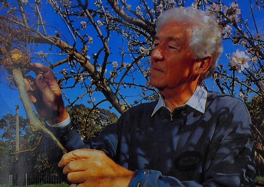 Emeritus Professor Allen Kerr inspecting gall on peach tree