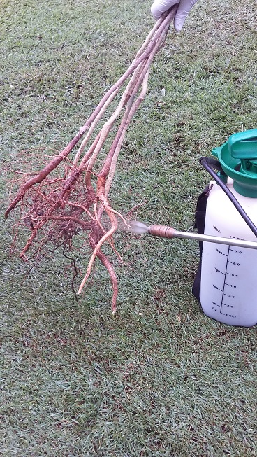 Alternatively, thoroughly spray rootstock with NOGALL dip solution. Loosen bundles and spray till run-off. Increase nozzle orifice size if clogging occurs.