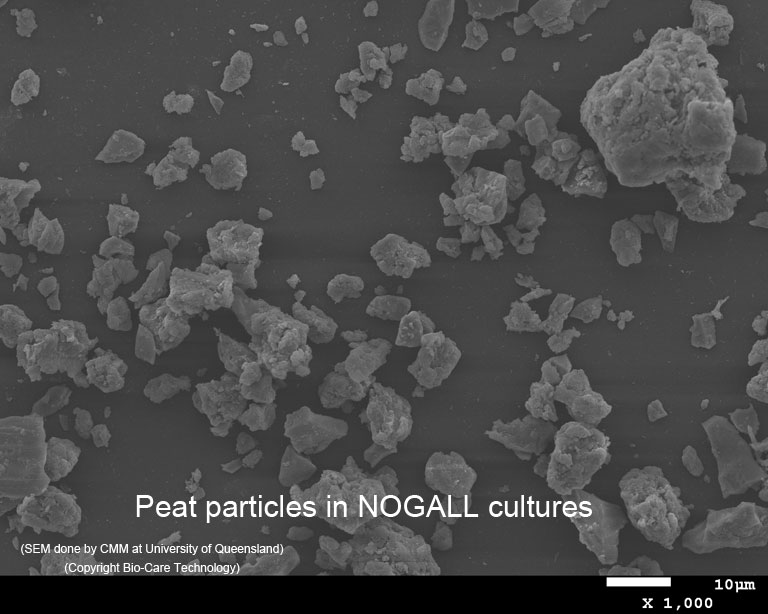 Peat particles in NOGALL cultures